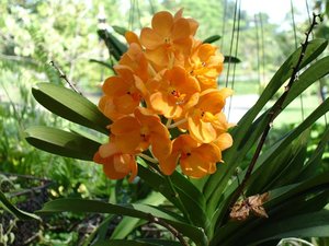 Filename=m_Orange_Suan_Luang_Oct_2004.jpg
Filesize=72KiB
Dimensions=640x480
Date added=Oct 15, 2019 m_Orange_Suan_Luang_Oct_2004.jpg
