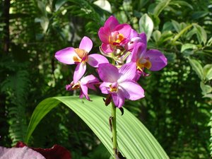 Filename=m_Pink_orchids_suan_luang_june_2005.JPG
Filesize=68KiB
Dimensions=640x480
Date added=Oct 15, 2019 m_Pink_orchids_suan_luang_june_2005.JPG