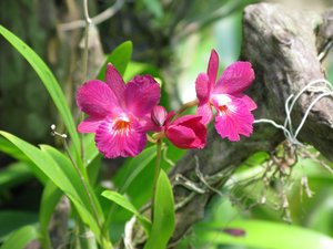 m_Suan_Luang_Orchid_08_1.JPG