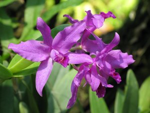 m_Suan_Luang_Orchid_08_2.JPG
