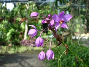 m_Violet_Suan_Luang_Oct_2004.jpg