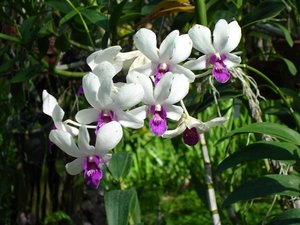 m_White_orchids_suan_luang_June_2005.JPG