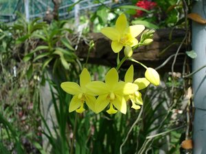m_Yellow_Suan_Luang_Oct_2004.jpg